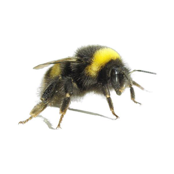 A bumblebee