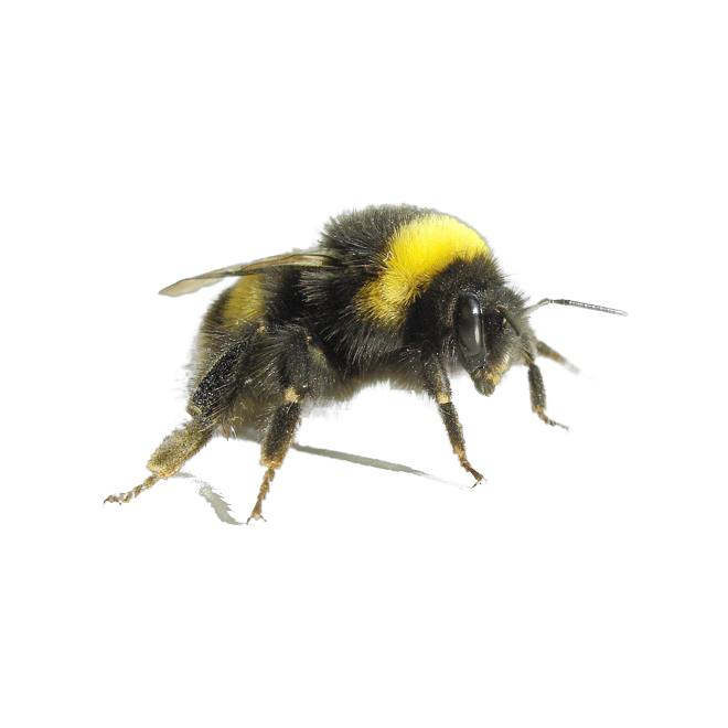 Bumblebee die-cut sticker