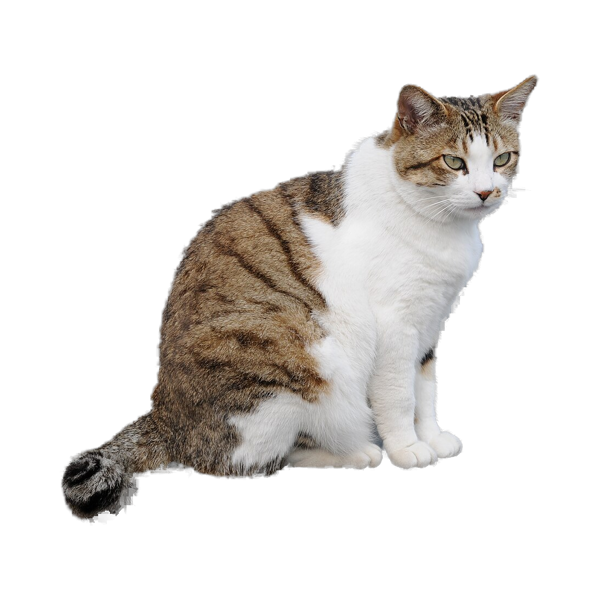 A grey tabby cat