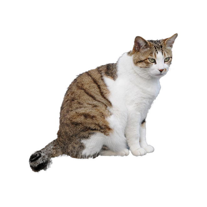 Tabby Cat die-cut sticker