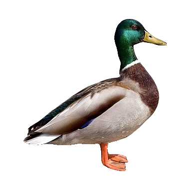 A mallard duck