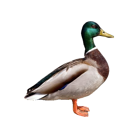 Mallard die-cut sticker