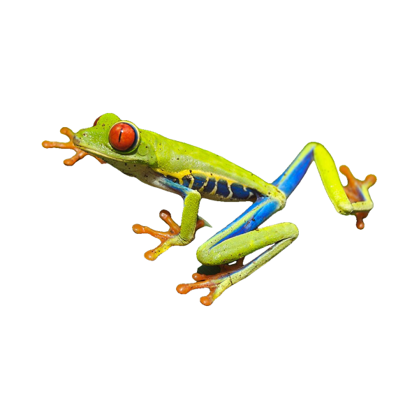 A red-eyed tree frog