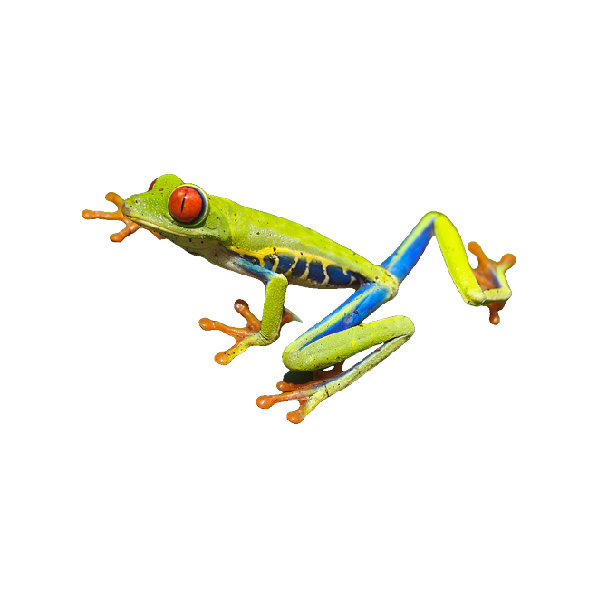 Red-eyed Tree Frog die-cut sticker