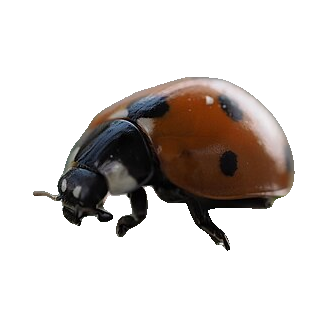 A seven-spot ladybird