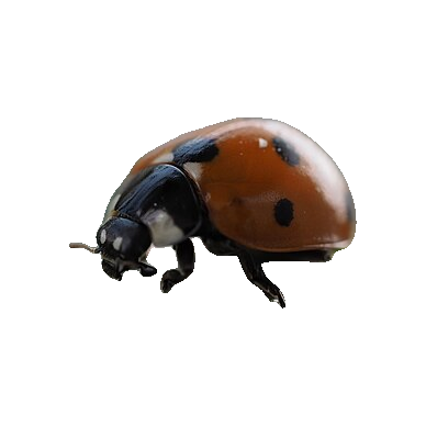Seven-spot Ladybird die-cut sticker