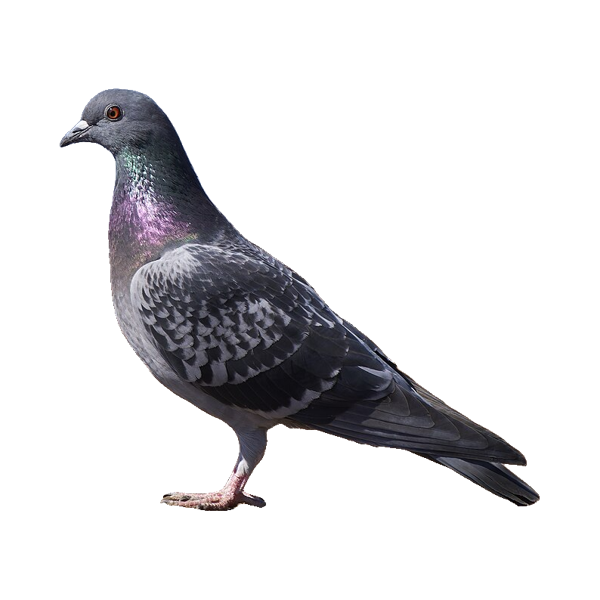 A feral pigeon