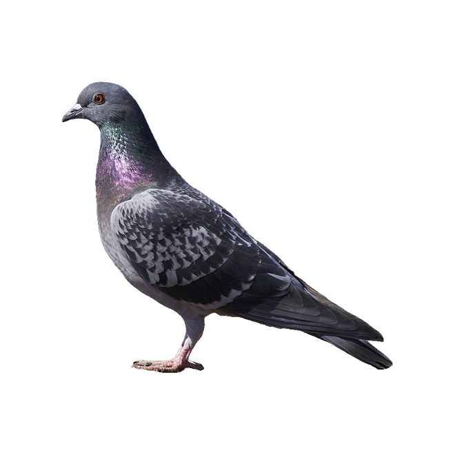 Rock Dove die-cut sticker
