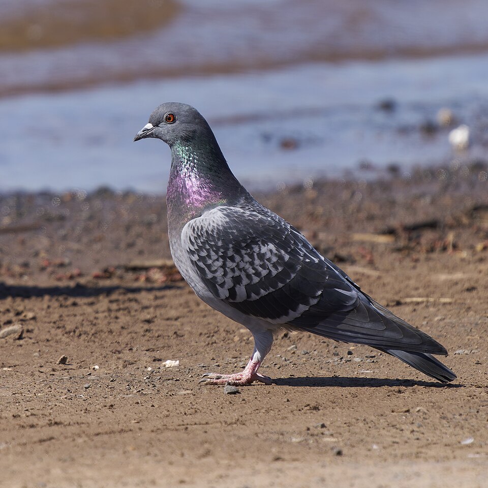 A feral pigeon on the pavement, seen through the camera