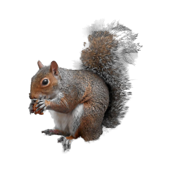 A grey squirrel
