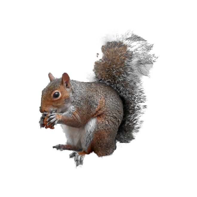 A grey squirrel sticker, freshly collected