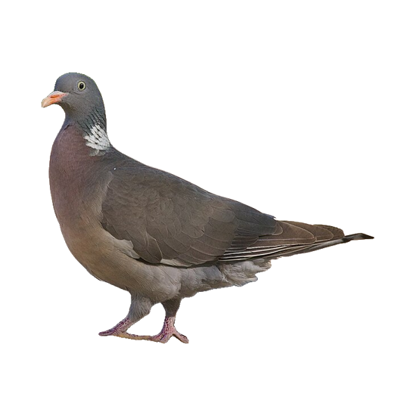 A common wood pigeon