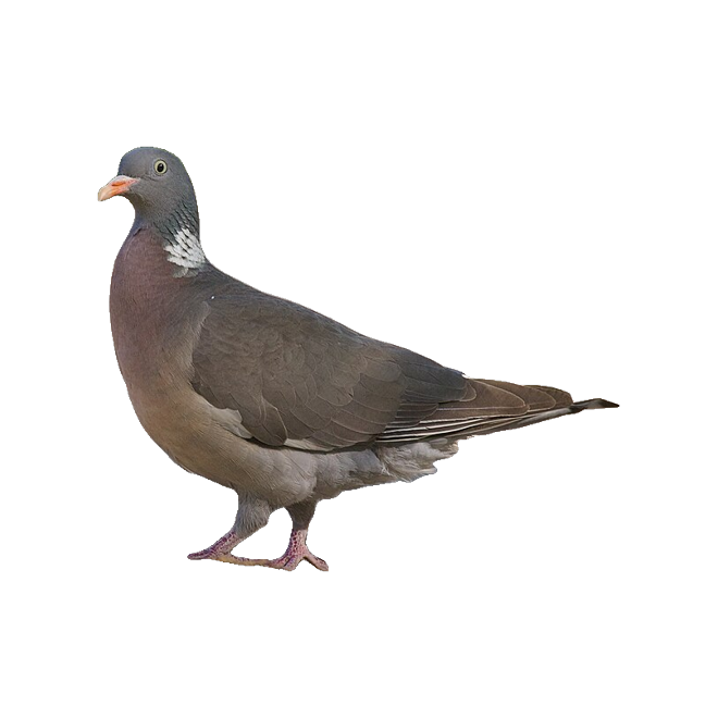 Wood Pigeon die-cut sticker